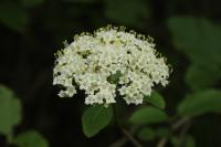 Viburnum lantana