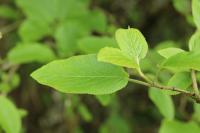 Viburnum lantana