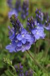 Veronica orsiniana