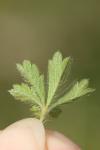 Potentilla verna