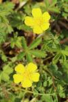 Potentilla verna