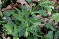 Helleborus viridis