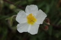 Helianthemum apenninum