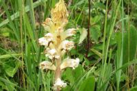Orobanche picridis-hieracioidis