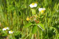 Fragaria vesca