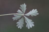 Potentilla neglecta