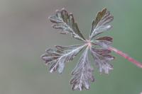 Potentilla neglecta