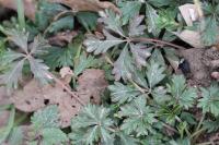 Potentilla neglecta