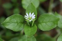 Stellaria media