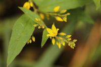 Lysimachia vulgaris