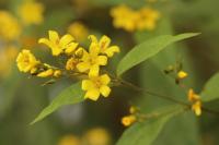 Lysimachia vulgaris