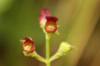 Scrophularia auriculata