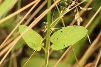 Scrophularia auriculata