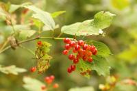 Viburnum opulus