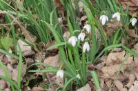 Galanthus nivalis