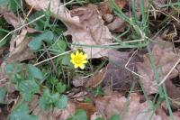 Ficaria verna
