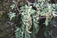 Polypodium vulgare