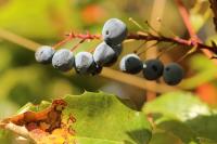 Berberis aquifolium