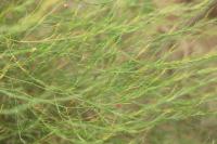 Asparagus officinalis