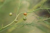 Asparagus officinalis