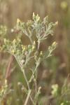 Andryala integrifolia