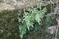 Polypodium vulgare