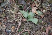 Ophrys apifera