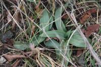 Ophrys apifera