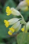 Primula veris