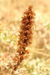 Orobanche amethystea
