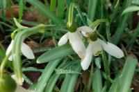 Galanthus nivalis