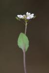 Microthlaspi perfoliatum