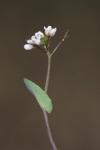 Microthlaspi perfoliatum