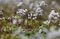 Draba verna