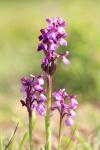 Anacamptis morio
