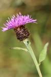 Centaurea nigra