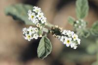 Heliotropium europaeum