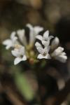 Asperula cynanchica