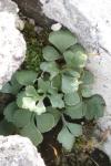 Asplenium ruta-muraria