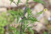Sisymbrium officinale
