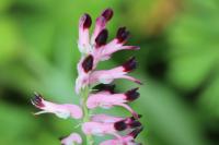 Fumaria muralis