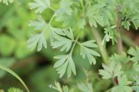Fumaria muralis