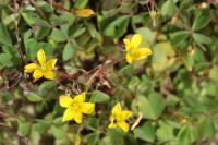 Oxalis stricta