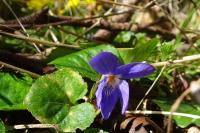 Viola reichenbachiana