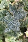 Silybum marianum