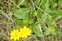 Ficaria verna