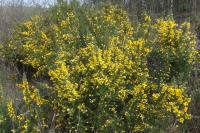 Ulex europaeus
