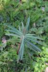 Euphorbia lathyris