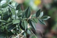 Ruscus aculeatus