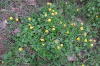 Ficaria verna